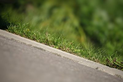 Close-up of plants on road