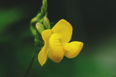 Close-up of yellow flower blooming outdoors