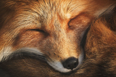 Close-up of dog sleeping