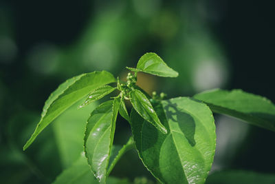 Close-up of insect on leaf