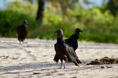 Bird on ground