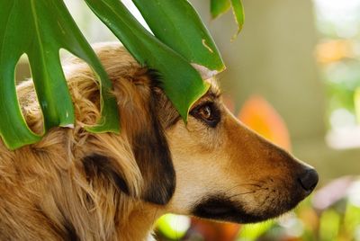 Close-up of a dog looking away