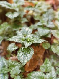 Close-up of plant