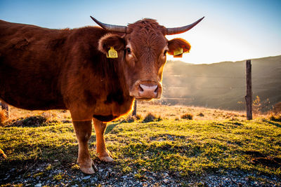 Portrait of highland cattle standing on field