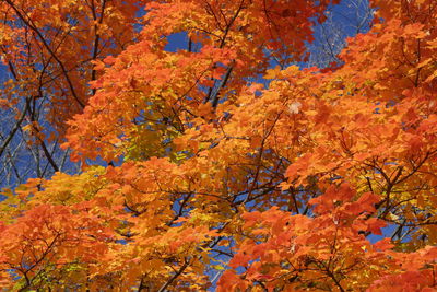 Low angle view of autumn trees