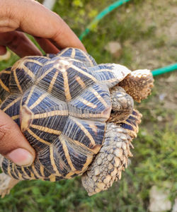 Close-up of holding tortoises are reptile species of the family testudinidae 