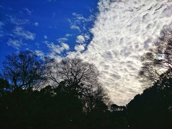 Low angle view of silhouette trees against blue sky