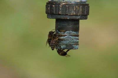 Close-up of grasshopper on metal