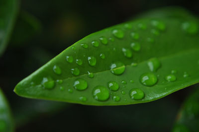 Close-up of water drops on leaf