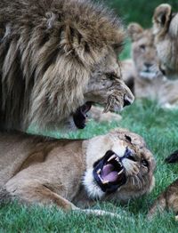 Close-up of lion in the wild