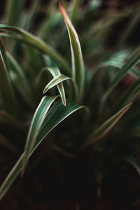 Close-up of crops growing on field