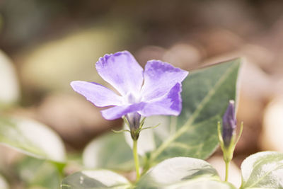 Close-up of purple crocus blooming outdoors