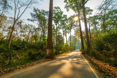 Empty road amidst trees in forest