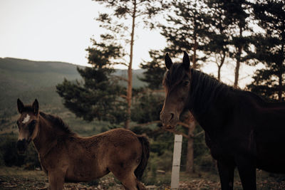 Mother mare and foal in the middle of a forest in the nature