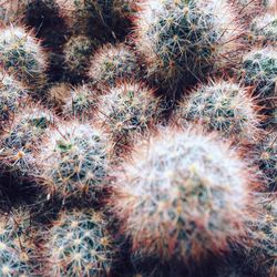 Full frame shot of cactus on field