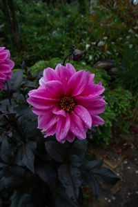 Close-up of pink flower