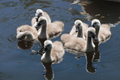 Birds in the lake