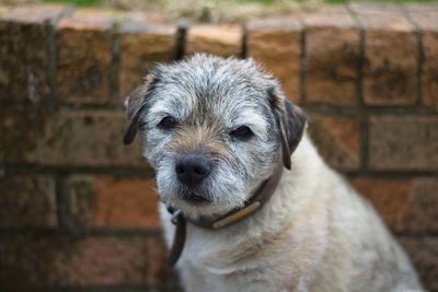 Close-up portrait of dog against wall