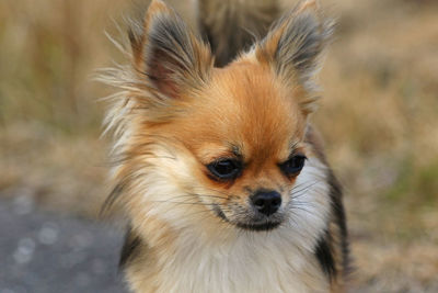 Close-up portrait of a dog