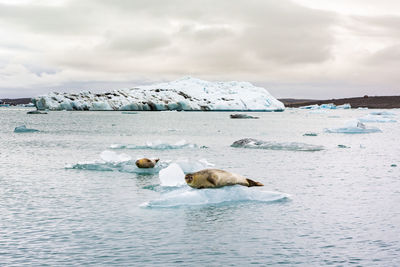 View of ducks in sea during winter