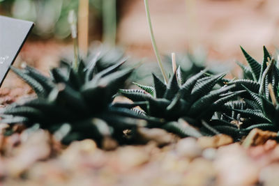 Close-up of succulent plant