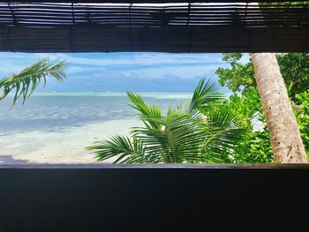 Close-up of palm tree by sea against sky