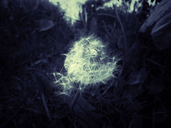 Close-up of dandelion flower