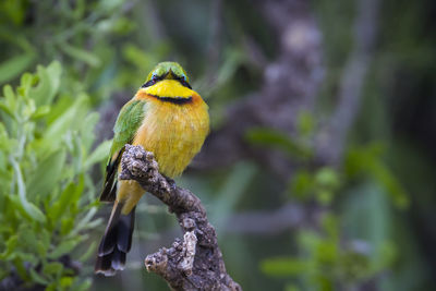 Close-up of bird perching on branch