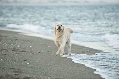Dog on sand at beach