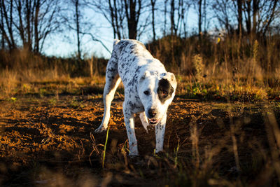 View of dog drinking water