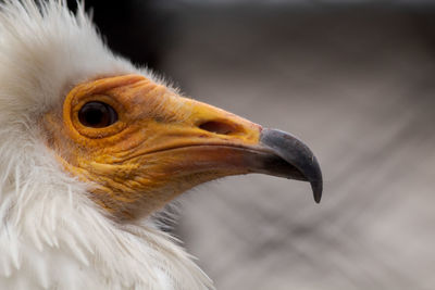 Close-up of eagle