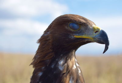 Close-up of owl against sky