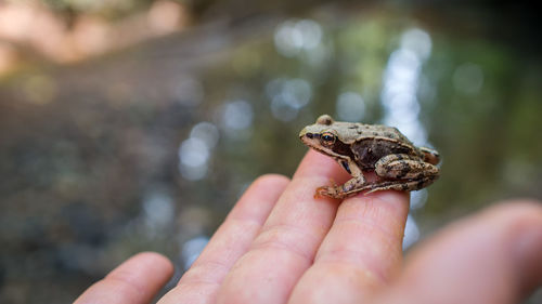 Close-up of a hand holding frog