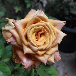 Close-up of rose