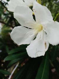 Close-up of white flower blooming on tree