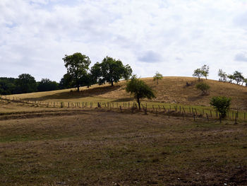 soil