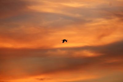 Low angle view of silhouette bird flying against orange sky