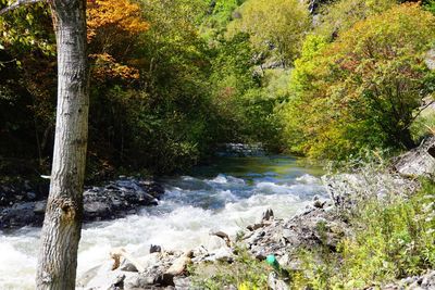 Stream flowing through forest