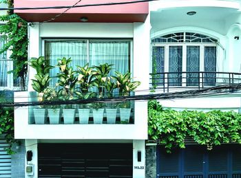 Close-up of potted plants in balcony