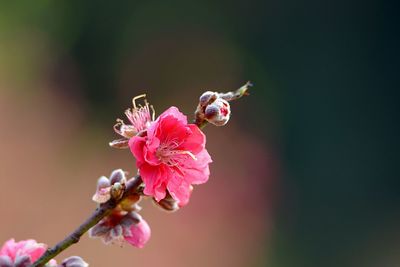 Close-up of pink flowers