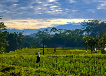 Scenic view of agricultural field against sky during sunset