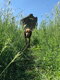 Portrait of dog on field against sky