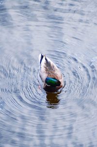 Duck swimming in lake