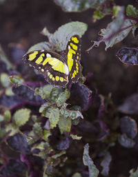 Close-up of butterfly on purple flower