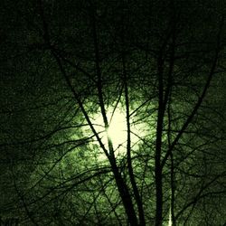 Low angle view of trees in forest