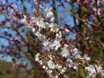 Close-up of cherry blossoms in spring