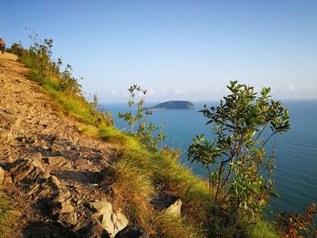 Plants by sea against sky