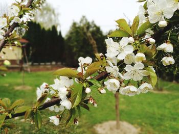 Close-up of white cherry blossoms in spring