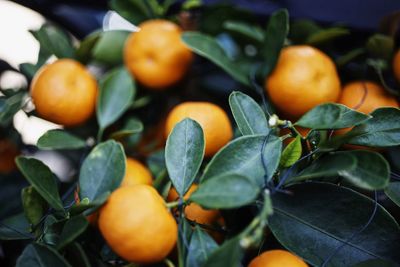 Close-up of fruits on tree