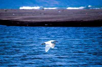 Seagull flying over sea against blue sky